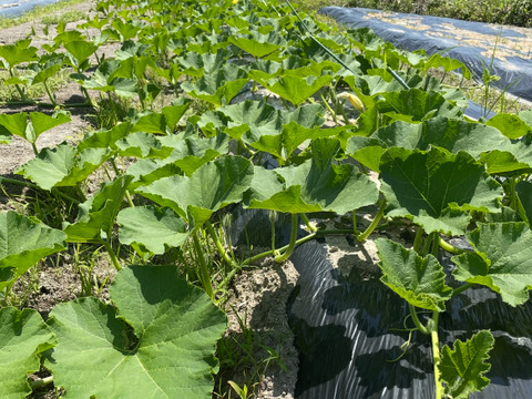 〜南国土佐旬便り〜　ミニかぼちゃ 『ほっこり姫』ホクホクやさしい甘さ❤︎で使いやすいサイズ(o^^o)【4.0〜4.2kg】（大小10〜13個）