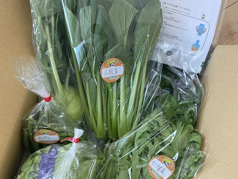 ★５月販売分　野菜セット【コラボステッカーつき！】