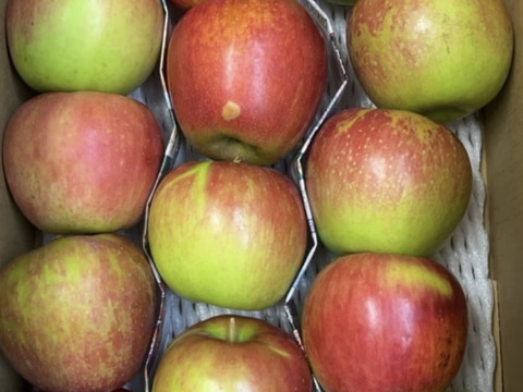 訳あり 小玉 サンつがる 3キロ箱 12～15玉 長野県産