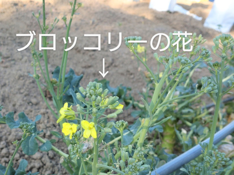 【まとめ買い用】エディブルフラワー❀ 食用になる花束❀ブロッコリー、春菊、ルッコラの花束❀各３束ずつ（合計９束）