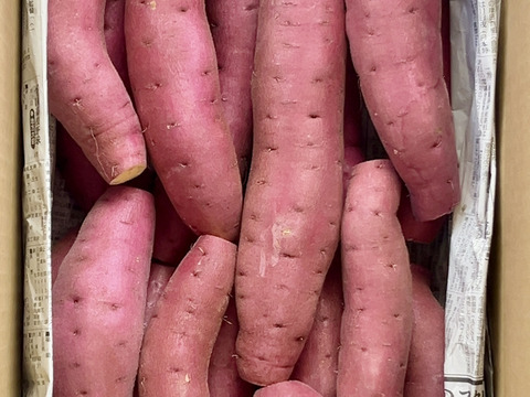 訳ありでもホクホクむっちり！「栗かぐや」色々なサイズ入り ５キロ箱