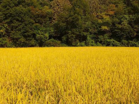 令和5年青森県産無洗米食べ比べセットまっしぐら&あさゆき各5キロ×2計20kg