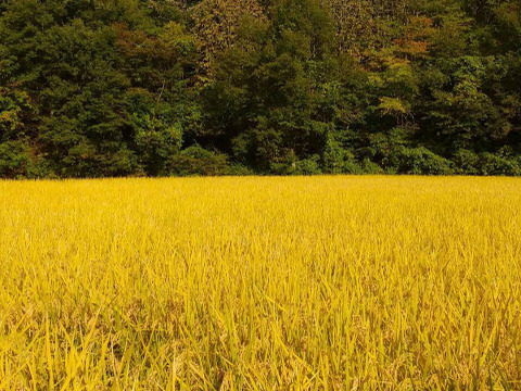 令和5年青森県産あさゆき5kg×4 令和5年青森県産米あさゆき5kg×4計20kg：青森県産のお米｜食べ