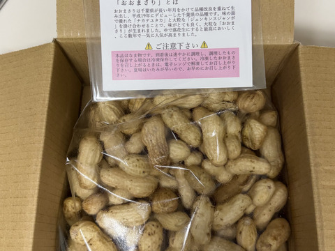 【旬物】ぷりぷり大粒！千葉県産おおまさり1kg 食べ応えバツグンのジャンボ落花生！
