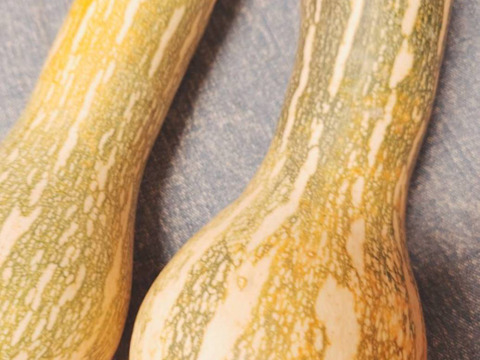 秋の自然栽培野菜LLセット7種類〜《12月、自然栽培野菜5.5kg前後80サイズ》朝採りで超新鮮［季節の固定種在来種専門農家だからできる］淡路島から初収穫固定種人参いり