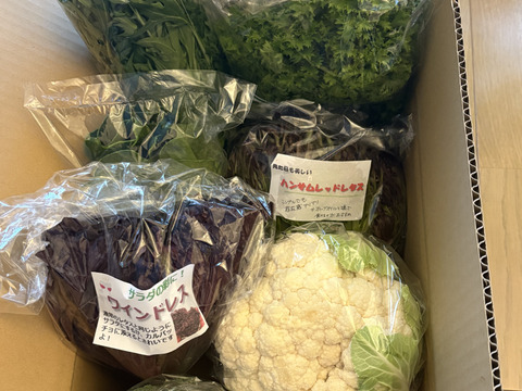 淡路島からの野菜4種❣️お任せセット(^-^)v❣️野菜セット