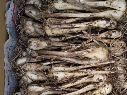 【越冬２回◎数量限定】❗️生らっきょう☆約2.0kg（箱込み）農薬化学肥料不使用・土つき・無選別