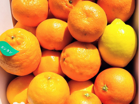 【柑橘食べ比べ】クレメンテイン・ブラッドオレンジ・ぽんかん・レモン詰め合わせ　家庭用5.0箱㎏