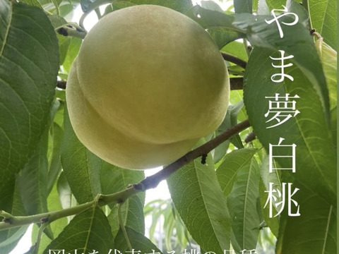 【残りわずか】『おかやま夢白桃』５～８玉入（約２キロ）