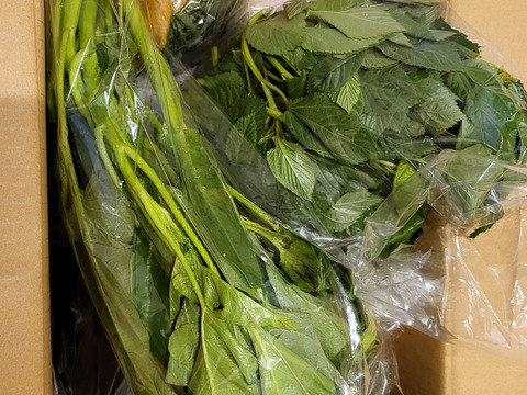 【初回限定BOX】使いやすいお野菜セット※おススメレシピ付き‼