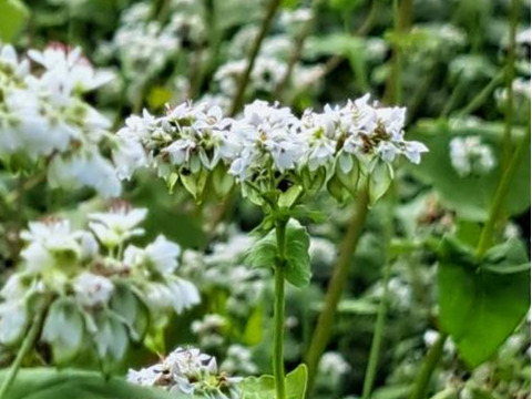 生冷凍麺　忍野十割そば＆二八そば 食べ比べセット 4袋セット　★ 忍野十割そば　260g×2・忍野二八そば　260g×2★十割・二八 お好みで！★発送　産直宅急便★