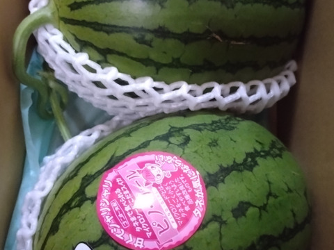 極み小種】小玉スイカ🍉ピノガール2玉セット：熊本県産のその他