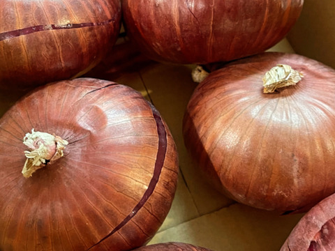 レッドオニオン2kg❣️シャーロットオニオン　新玉ねぎ　サラダ玉ねぎ