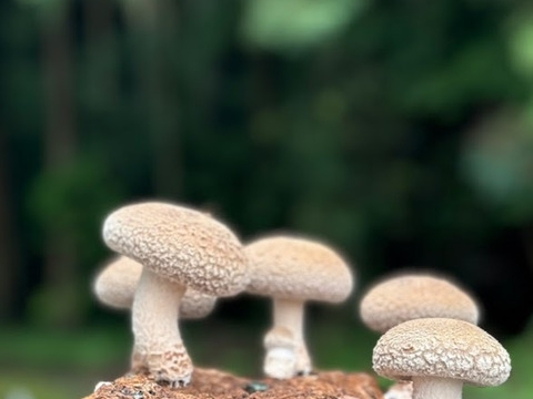 【贈答用】兵庫県産生しいたけ　「しいたけ小町」　たっぷり650ｇ