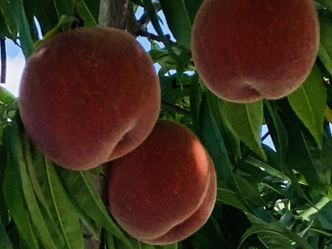 【限定お試し価格‼︎】品種お任せ‼︎6〜8玉‼︎あかつき、川中島、約1.5kg〜