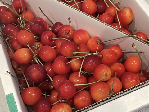最終20箱限定🍒 】【 紅秀峰 】さくらんぼ 山形県天童産 訳あり