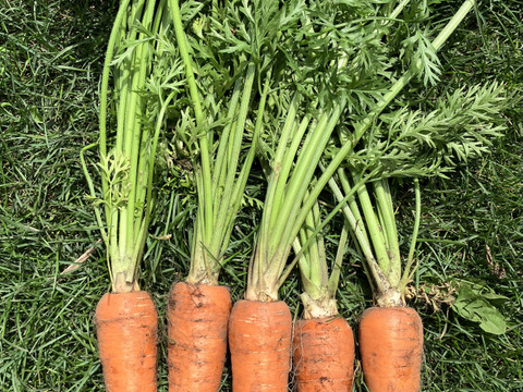 【北海道産】80サイズたっぷり詰め込んだ旬の野菜セット(5～10種/バランスよくできるだけ多品種をお送りします！！）