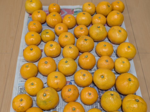 有田みかん【完熟ゆら早生】5kg（箱込）