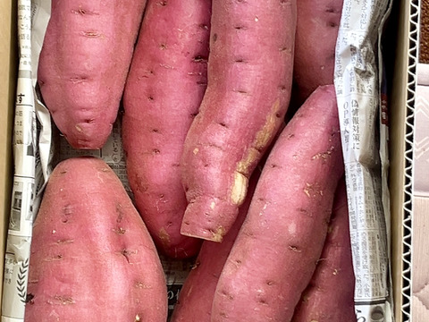 【訳あり】どすこいサイズ「栗かぐや」 5キロ箱