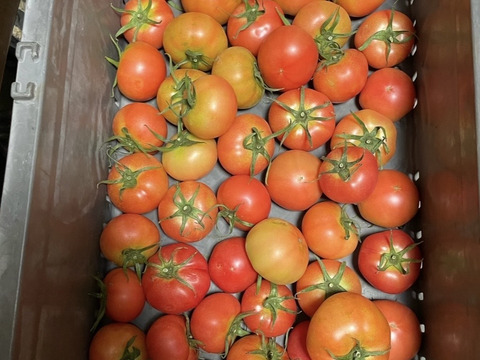 マイルドな酸味と甘味　大玉トマト　れおん・麗夏　約4kg