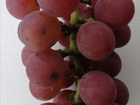 🦺希少品種🍇天候被害SOS🦺　　
　　　　　　　　🌿果汁タップリ🔴紅伊豆🌿　
　　 　　　　　【訳アリ紅伊豆の粒/約450g×2P程度】