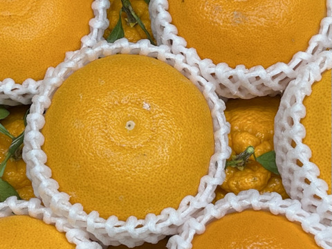 旬の柑橘セット約2.8k〜3.2k【柑橘食べ比べ】