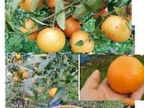 糖度19度【希少柑橘】あすみ（はるみの娘） 話題の新品高糖度！手で剥けるオレンジ