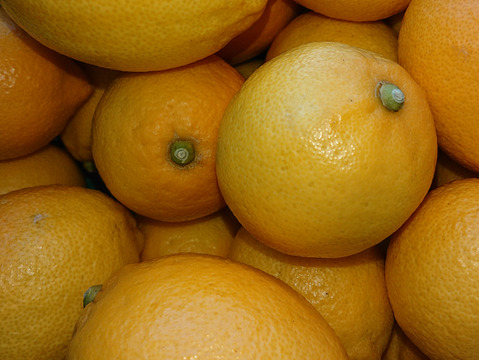 【静岡県産】ワックス・防腐剤不使用 日本平ソーラーレモン®約２キロ