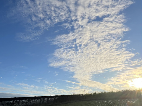 【希少】樹上完熟ボゴール(スナックパイン)2〜3玉🍍(2kg〜)