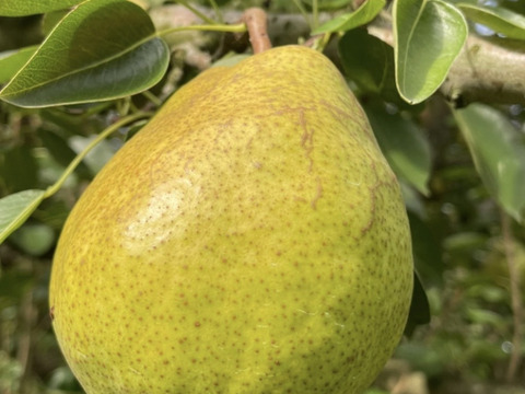 （とろけるように甘い）スーパーラフランス訳あり3kg箱