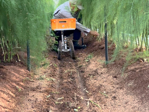 生でも食べれる湧水で育てたアスパラガス 1kg佐賀県伊万里産　サイズミックス