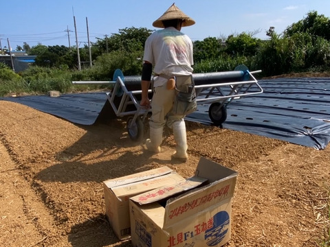 転換期間中 JASオーガニック!  桃のような甘い香り！プレミアム完熟ミニピーチパイン『沖縄県西表島パイナップル』３ｋｇ（６～８個）