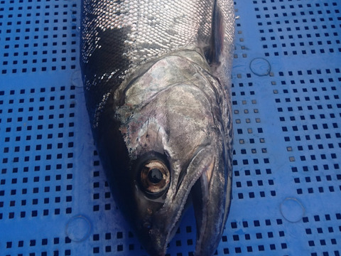 ビワマス鮮魚「天然」１尾１，４キログラム