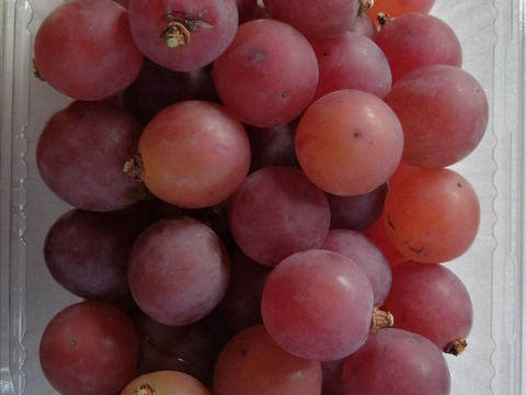 🦺希少品種🍇天候被害SOS🦺　　
　　　　　　　　🌿果汁タップリ🔴紅伊豆🌿　
　　 　　　　　【訳アリ紅伊豆の粒/約450g×2P程度】