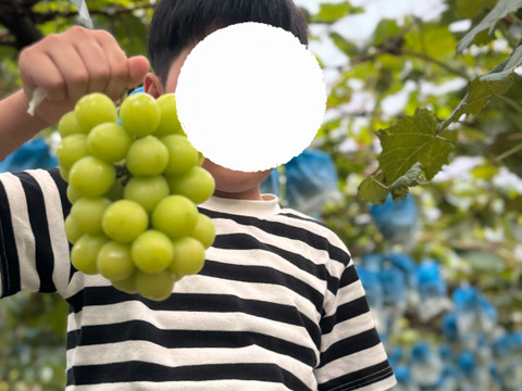 【9月5日まで20箱限定販売】注文殺到！朝採りシャインマスカット！食べてビックリ糖度17〜20度の最高級品[2kg-4房]