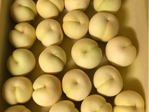 希少！ふゆももがたり（贈答約1.3キロ）5〜6玉