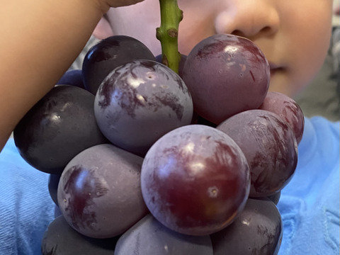 【赤秀】朝採れピオーネ｜農家直送1.0kg（500g×2）