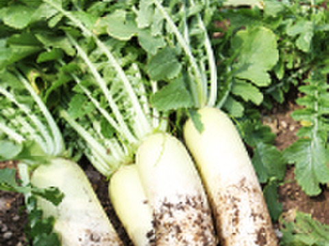 超人気！！葉っぱ付き大野ヶ原大根　4p