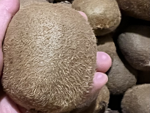 太陽の恵みを受けた粒ぞろいの甘いキウイフルーツ（ヘイワード：緑）