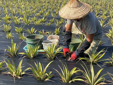 転換期間中 JASオーガニック！プレミアム完熟ゴールドバレル２ｋｇ(１～３個)　沖縄パイナップルの王様！『沖縄県西表島パイナップル』