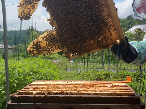 やさしい甘さの百花蜜（500g）
2025年産
