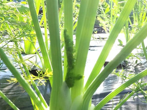 イタリア野菜　フェンネル２株　農薬・化学肥料不使用で大切に育てました！