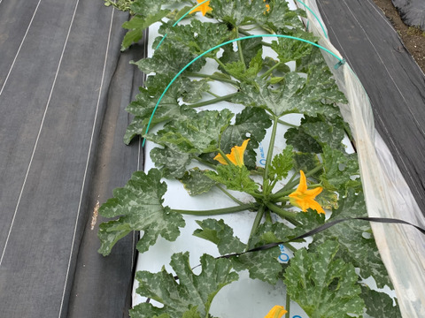 大箱いっぱい❣️花ズッキーニ30本‼️ズッキーニ6本❗️緑と黄色