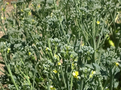 【まとめ買い用】ブロッコリー🥦５本分スティックブロッコリー🥦ブロッコリーは花も食用になります（エディブルフラワー）花有り、花無し選択可能🥦