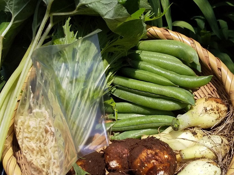 【野菜たち+フキ】自然農の畑から、不耕起草生　草とともに台地の畑で２6年の積み重ね、種とり、農薬肥料不使用）