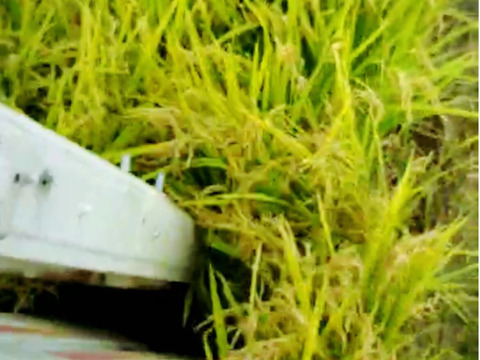 🍙mami様専用🍙2025年【青森・外ヶ浜ファーム産】白米 はれわたり 10kg