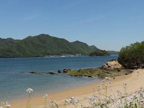 【予約】【訳ｱﾘ小玉！】🍊濃厚な甘みと果汁じゅわっ！プリプリ果肉♪の しらぬい７kg 【デコポン同品種／瀬戸内の離島より果汁たっぷり品種おとどけ✨】✨