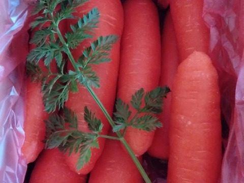 甘くてごめんっ！甘えんぼ♡【キャロりん】1.8kg