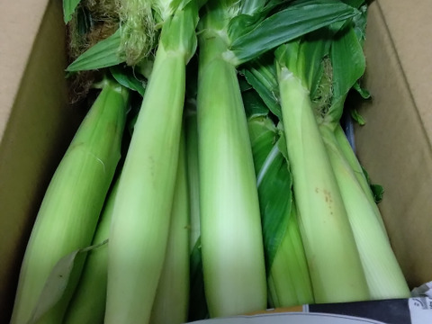 ヤングコーンであなたの人生変わったらゴメンナサイ　60サイズ