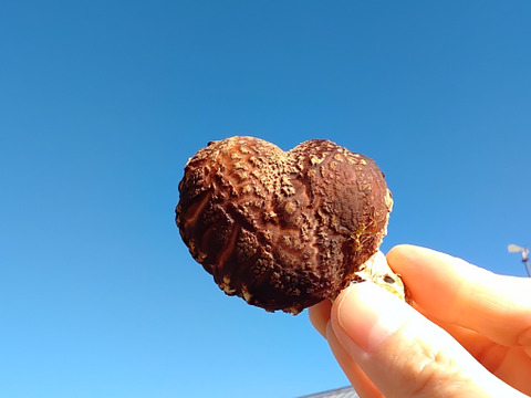 地域資源を有効に活用！！とっても肉厚な原木しいたけ（富山育ち）